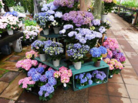４月入荷中の花苗の紹介