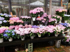 ４月入荷中の花苗の紹介