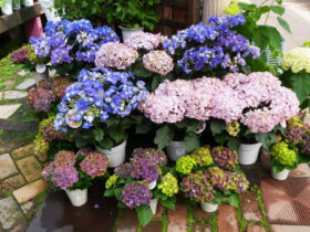 ４月入荷中の花苗の紹介