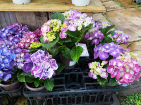 ４月入荷中の花苗の紹介