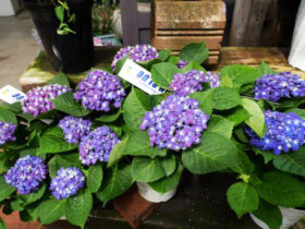 ４月入荷中の花苗の紹介