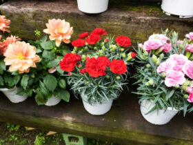 ４月入荷中の花苗の紹介