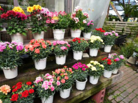 ４月入荷中の花苗の紹介