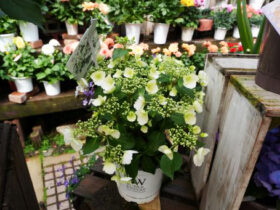 ４月入荷中の花苗の紹介