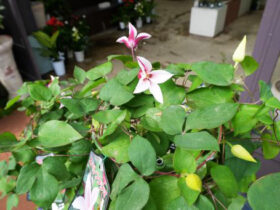 ４月入荷中の花苗の紹介