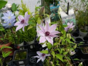 ４月入荷中の花苗の紹介
