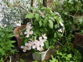 ４月入荷中の花苗の紹介