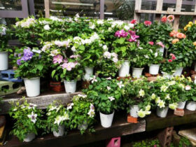 ４月入荷中の花苗の紹介