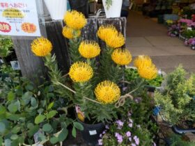 ４月入荷中の花苗の紹介