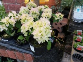 ４月入荷中の花苗の紹介