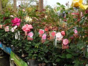 ４月入荷中の花苗の紹介