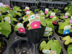 ４月入荷中の花苗の紹介