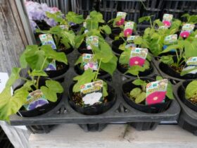 ４月入荷中の花苗の紹介