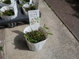 ４月入荷中の花苗の紹介
