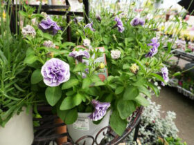 ４月入荷中の花苗の紹介