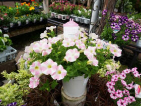４月入荷中の花苗の紹介