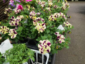 ４月入荷中の花苗の紹介