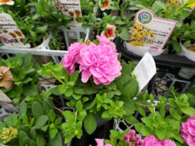 ４月入荷中の花苗の紹介