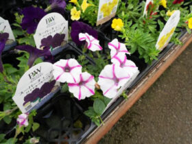 ４月入荷中の花苗の紹介