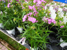 ４月入荷中の花苗の紹介
