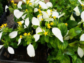 ４月入荷中の花苗の紹介