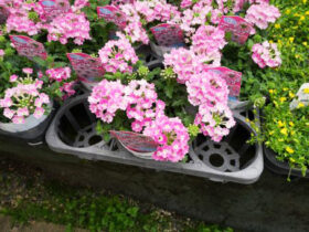 ４月入荷中の花苗の紹介