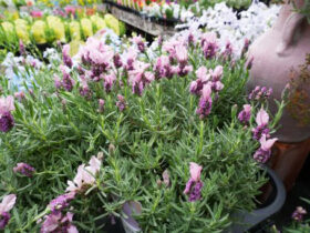 ４月入荷中の花苗の紹介