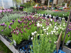 ４月入荷中の花苗の紹介