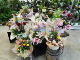 ５月入荷中の花苗の紹介