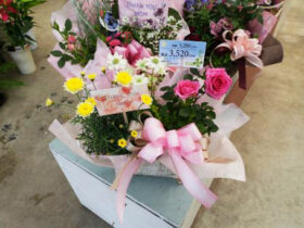 ５月入荷中の花苗の紹介