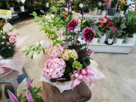５月入荷中の花苗の紹介