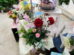 ５月入荷中の花苗の紹介