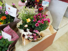 ５月入荷中の花苗の紹介
