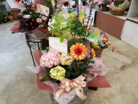５月入荷中の花苗の紹介