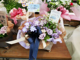 ５月入荷中の花苗の紹介