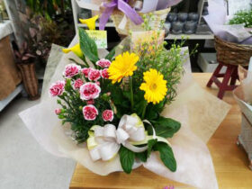 ５月入荷中の花苗の紹介