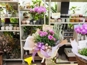 ５月入荷中の花苗の紹介