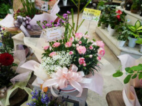 ５月入荷中の花苗の紹介