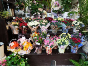 ５月入荷中の花苗の紹介