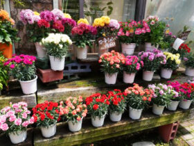 ５月入荷中の花苗の紹介