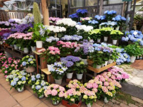 ５月入荷中の花苗の紹介
