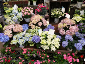 ５月入荷中の花苗の紹介
