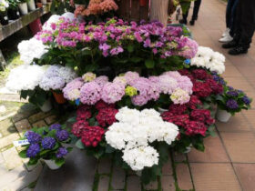 ５月入荷中の花苗の紹介
