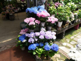 ５月入荷中の花苗の紹介