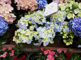５月入荷中の花苗の紹介