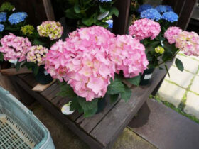 ５月入荷中の花苗の紹介