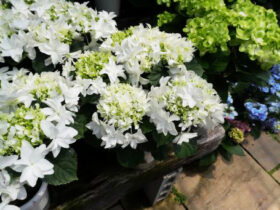 ５月入荷中の花苗の紹介