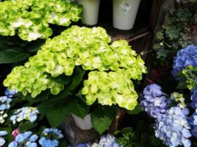 ５月入荷中の花苗の紹介