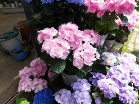 ５月入荷中の花苗の紹介