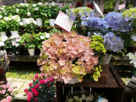 ５月入荷中の花苗の紹介